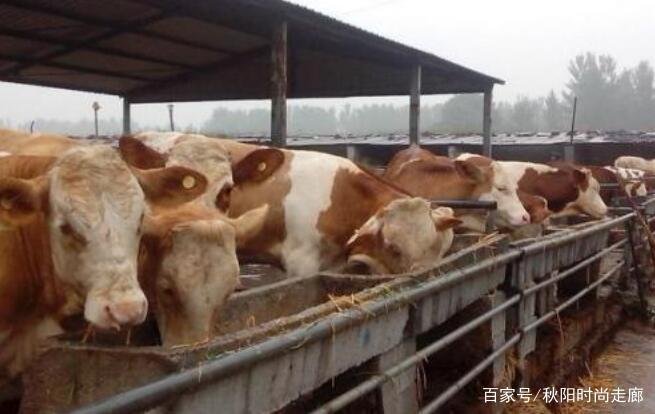 现在养牛前景怎么样？