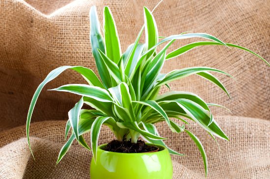 最旺宅的植物是什么?