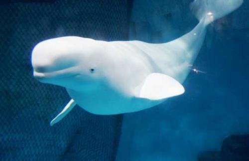 芝加哥水族馆拍下白鲸产子的瞬间,刚出生的白鲸有多大?