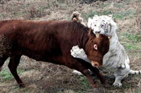 初生牛犊不怕虎的意思是什么？