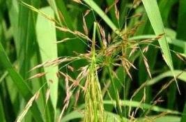 六谷指的是哪六谷？