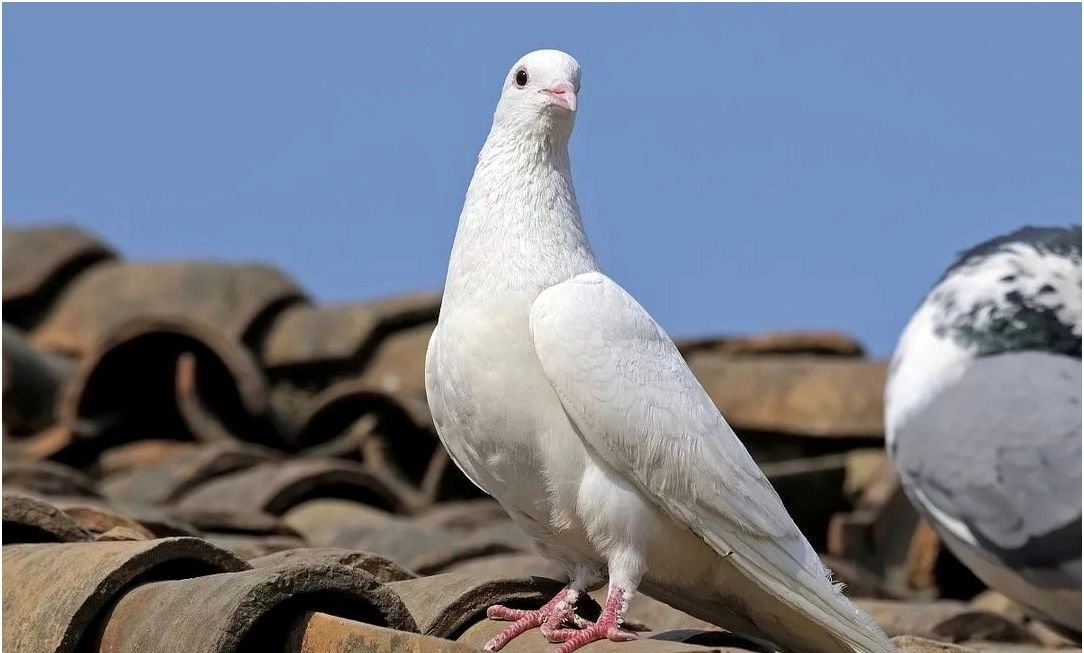 职场中的鸽派是什么？