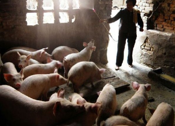 一头猪卖多少钱