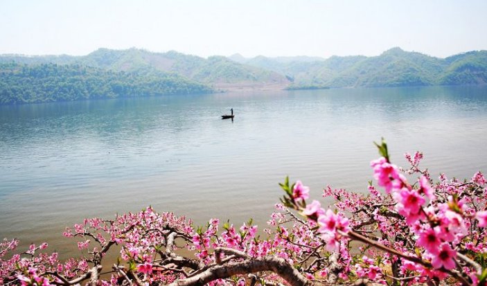 在那桃花盛开的地方 歌词