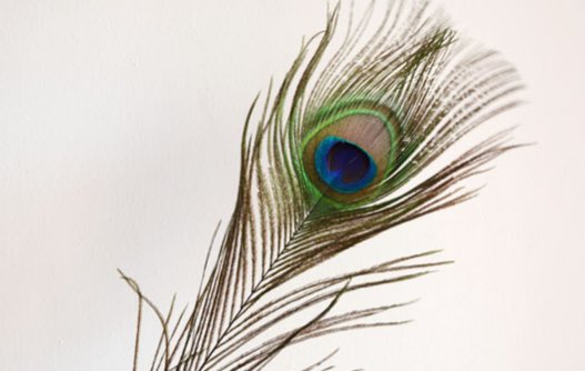 孔雀翎是什么意思？