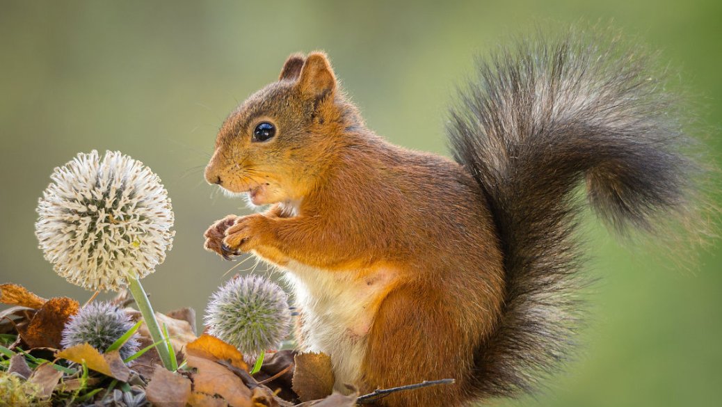 “松鼠”用英语怎么说？