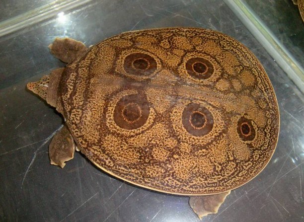 大鼋是什么神兽呢?