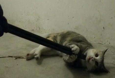 虐猫男老家75岁爷爷奶奶不断收到血手套花圈，这样做有意义吗？