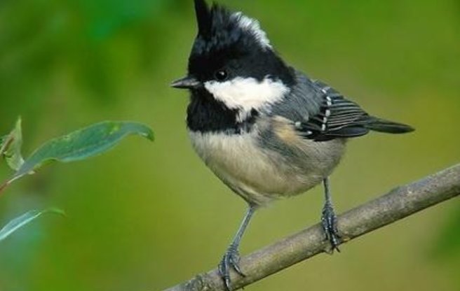 鸟的英文怎么说？