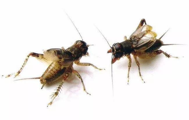 怎样让蟋蟀斗？