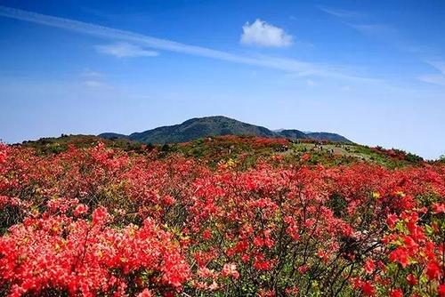 邓玉华演唱的《映山红》出自哪个电影？