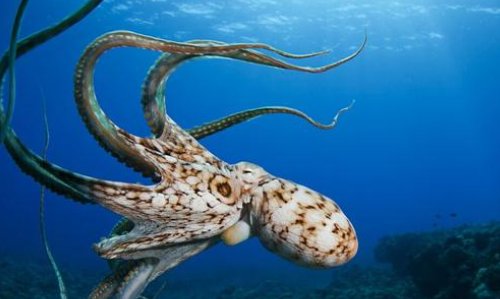 海底有哪些生物