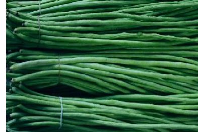 想问一下豇豆是什么豆?