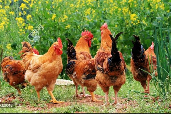 小果庄在当初疫情的时候是怎么对待动物的？