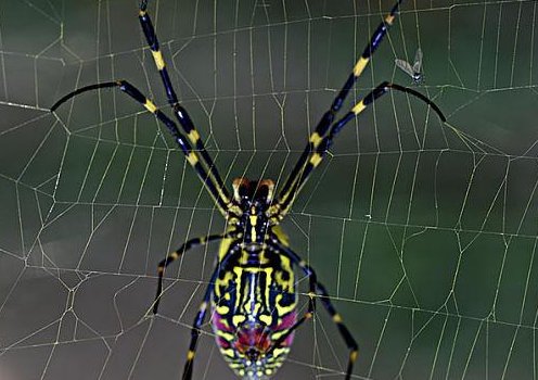 除虫大将军有哪些动物