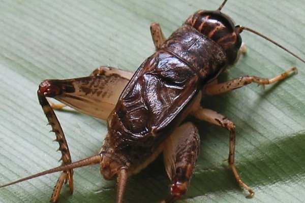 常见的昆虫50种有哪些?