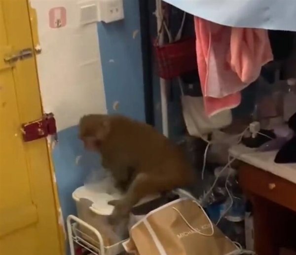 贵州一高校内猴子闯入女生寝室“大闹天宫”，这只猴子到底是哪儿来的？