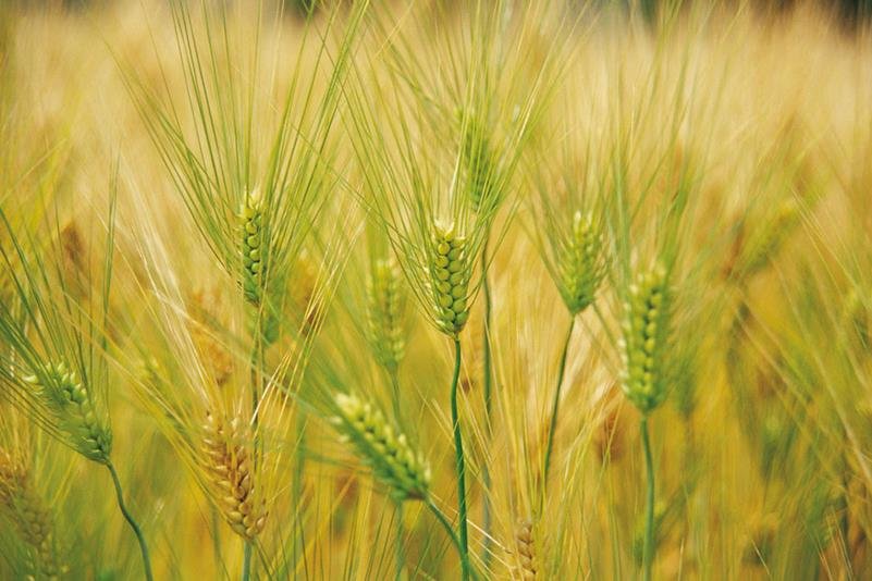 中国大麦主要产地及收割时间