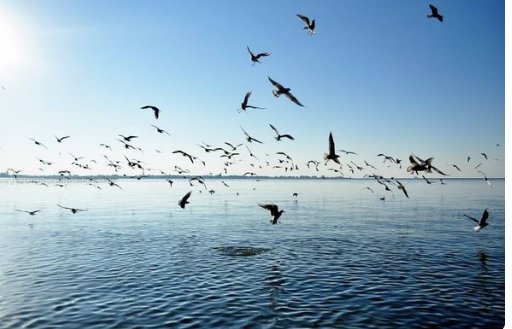 天高任鸟飞是什么意思？