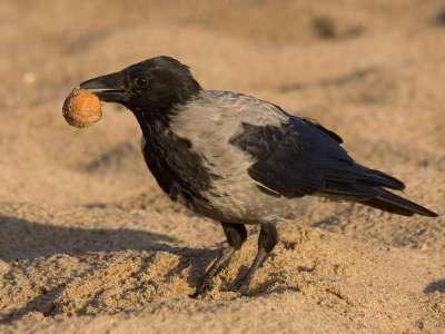 为什么乌鸦像写字台什么意思?