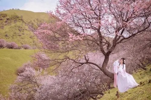 古时“桃李年华”是指女子几岁？为何这么命名？