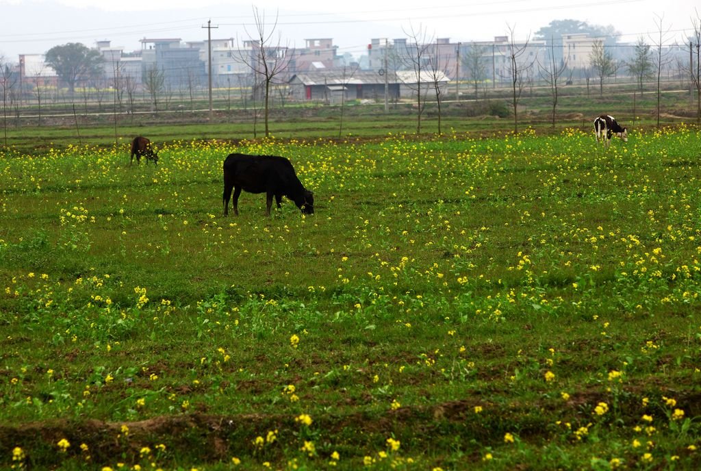 “老牛吃嫩草”说的到底是什么?