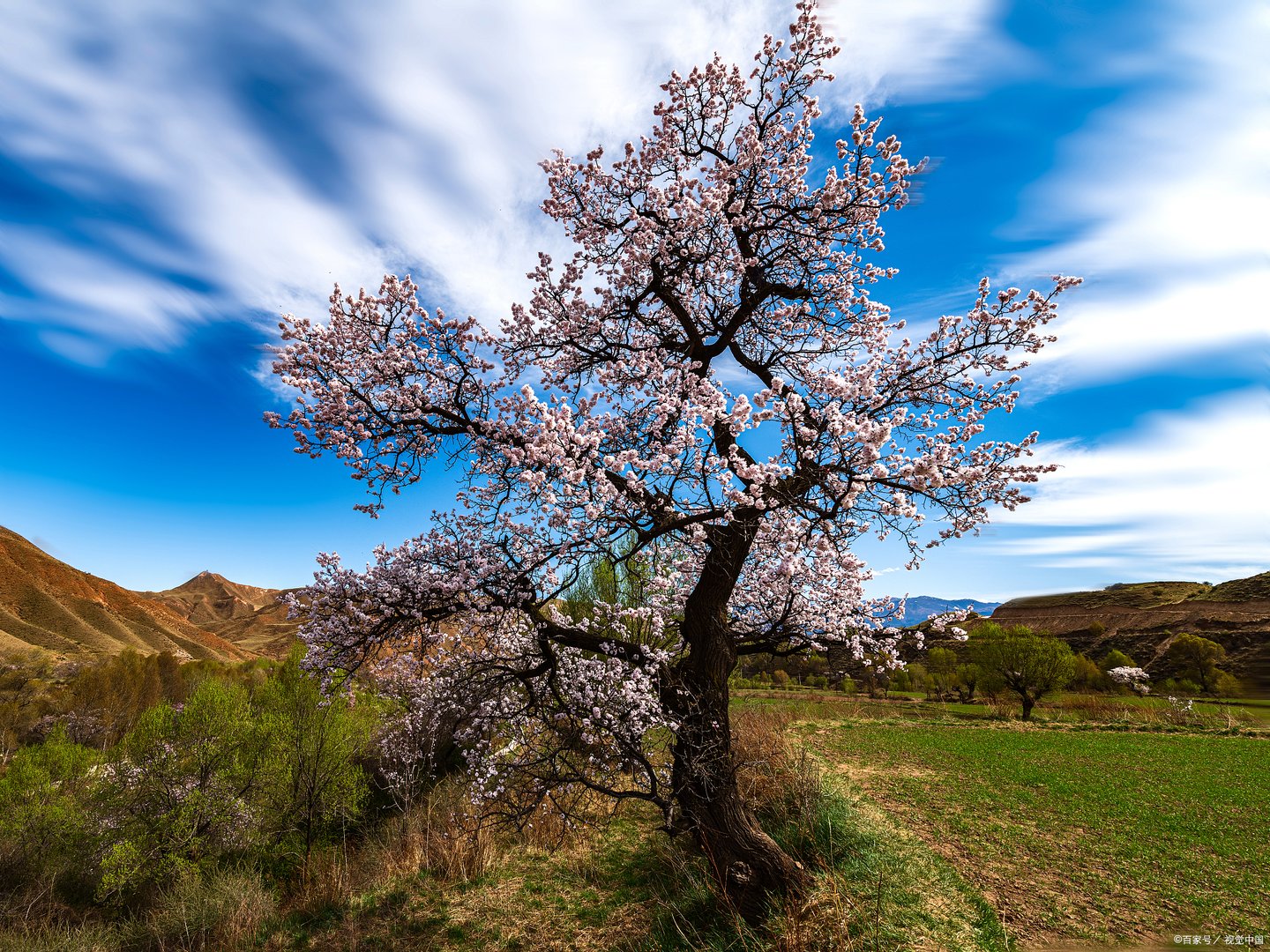 梨树出现二次开花现象是正常的吗?