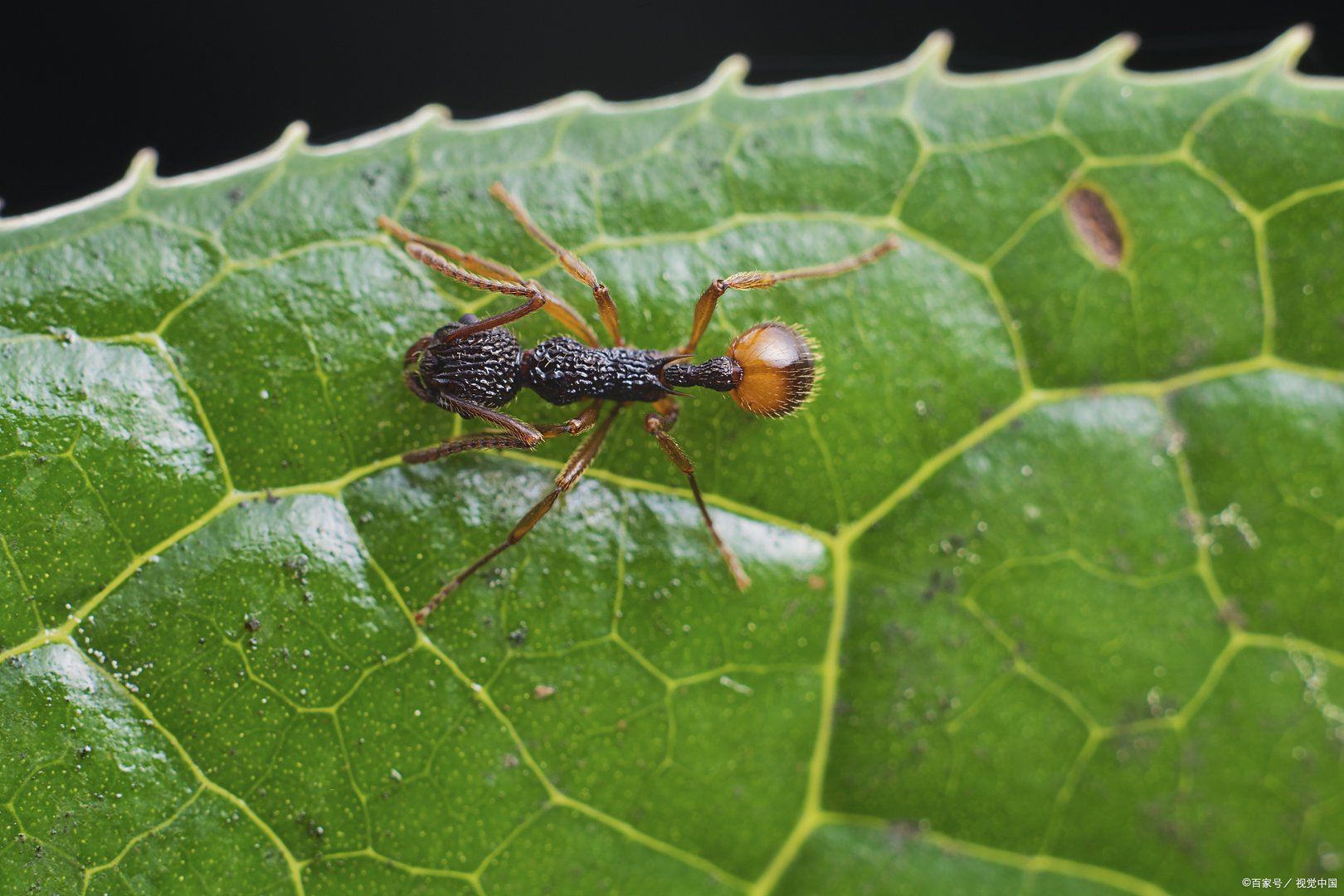 踩死一只蚂蚁判几年