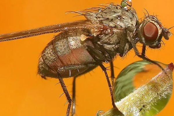 常见的昆虫50种有哪些?