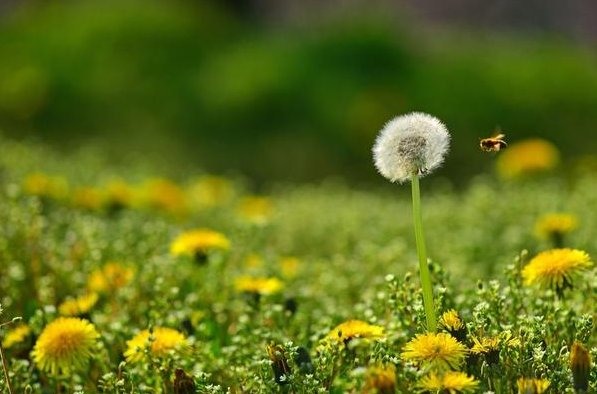 你还知道哪些植物传播种子的方法?和好朋友说一说并记录下来.