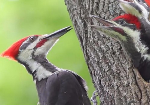 除虫大将军有哪些动物