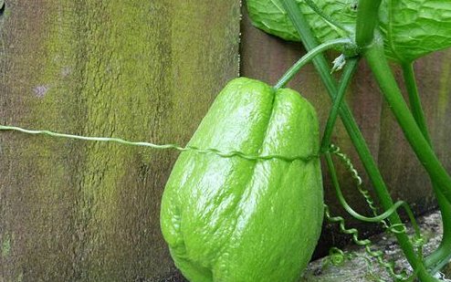 佛手瓜的功效与作用有哪些？