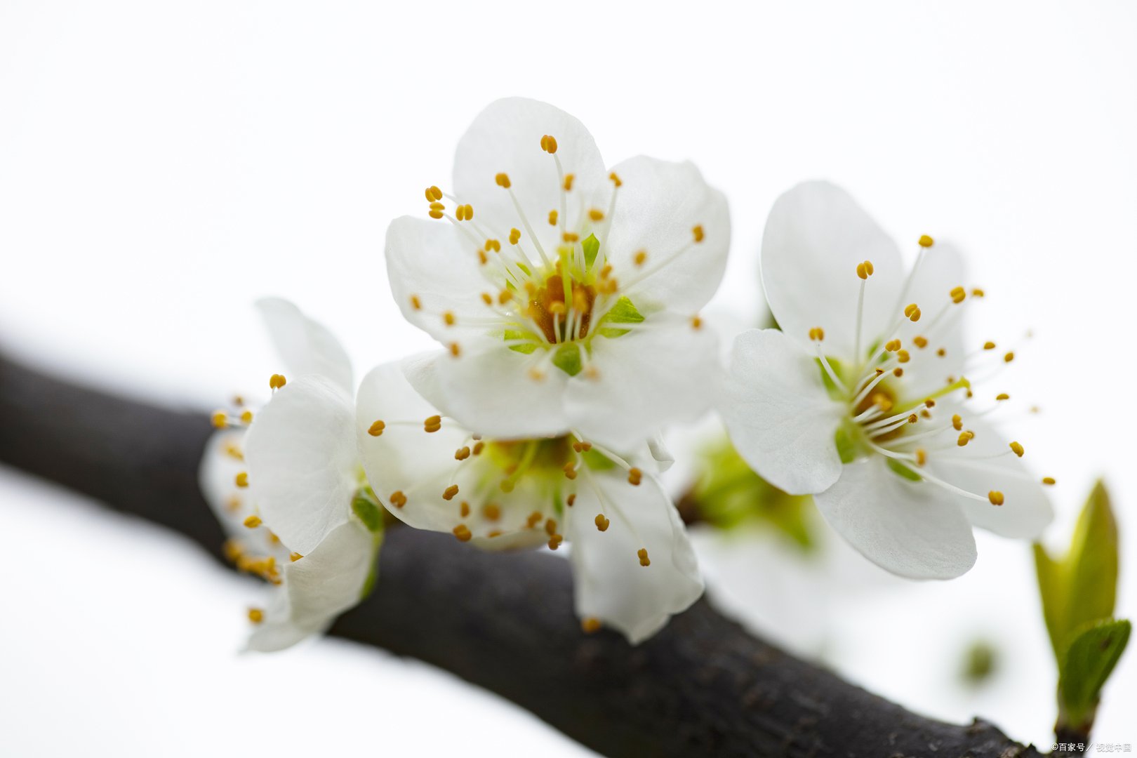 梨树出现二次开花现象是正常的吗?