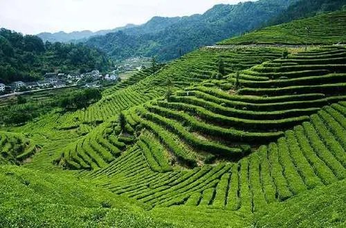 铁观音产地是哪个地方