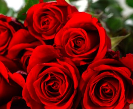 送花别弄混了，叶片小而密集的是玫瑰还是月季？