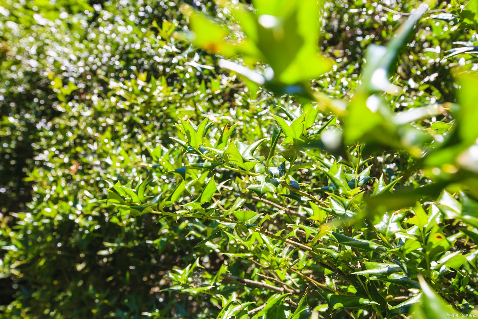 植树节是通过什么形式确定的？