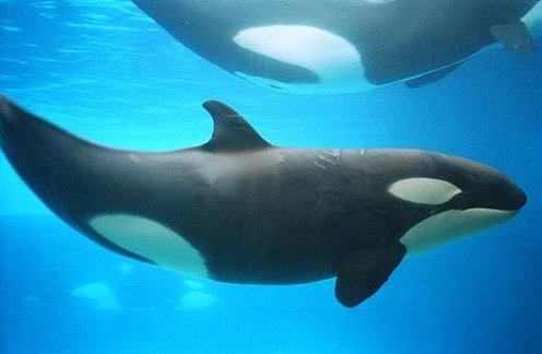 一只鲸鱼一分钟心跳几次///?