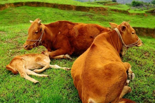 牛的单词用英语怎么写？