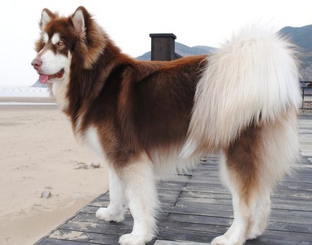 宠物狗的品种有哪些?