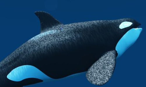 海底有哪些生物