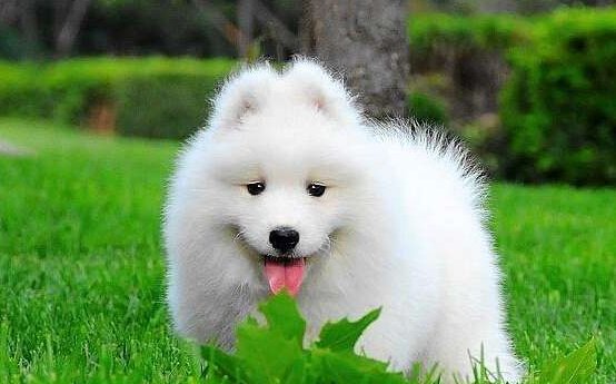 顺德牵狗女子父亲发声，主要传达了什么内容？