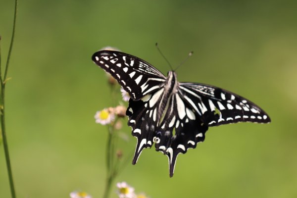 常见的昆虫50种有哪些?