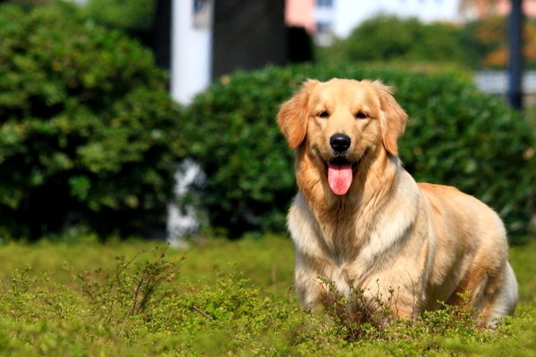 哪里有专业的宠物培训学校？