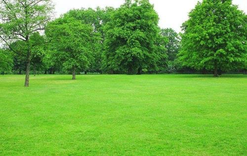 草坪的种植方法有哪些