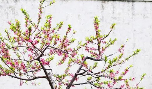 枝头春意闹 雨润红姿娇全诗是什么？