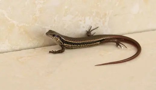 想知道蜥蜴有毒吗？