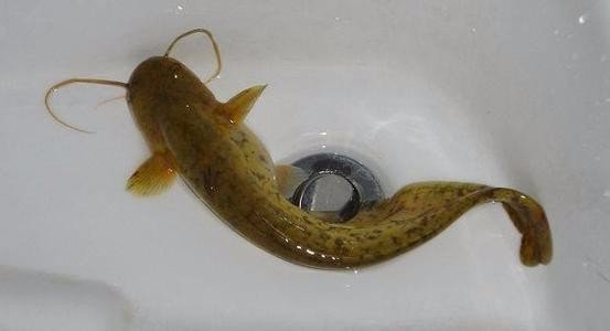 一个鱼一个占读什么字