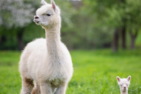 羊驼现在一只多少钱?