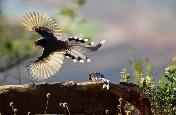 蓝桉已遇释槐鸟下一句是什么？