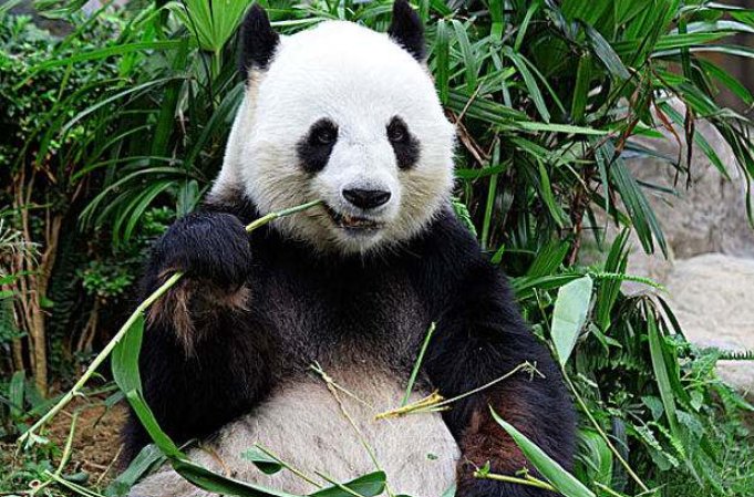 大熊猫的资料